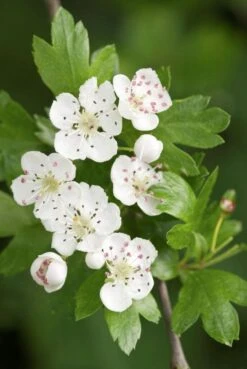 Meidoorn Als Boom (Crataegus Monogyna 'Stricta')