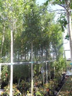 Meidoorn Als Boom (Crataegus Lavallei 'Carrierei') -Green Roots Exporteren Winkel crataegus lavallei carrierei 14 16ho cont