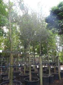 Rode Meidoorn (Crataegus Laevigata 'Paul's Scarlet') -Green Roots Exporteren Winkel crataegus media paul s scarlet 25 30ho c350 1