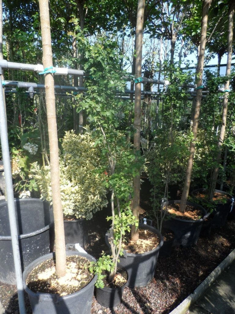 Meidoorn Als Boom (Crataegus Monogyna 'Stricta') 3 Meidoorn Als Boom (Crataegus Monogyna 'Stricta') - Afbeelding 3