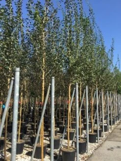 Rode Meidoorn (Crataegus Laevigata 'Paul's Scarlet') -Green Roots Exporteren Winkel crataegus paul scarlet