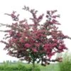 Rode Meidoorn (Crataegus Laevigata 'Paul's Scarlet')
