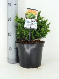 Japanse Dwergcipres (Cryptomeria Japonica 'Vilmoriniana')