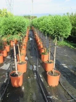 Sikkelden Op Stam (Cryptomeria Japonica 'Globosa Nana') -Green Roots Exporteren Winkel cryptomeria japonica globosa nana 100 cm stam