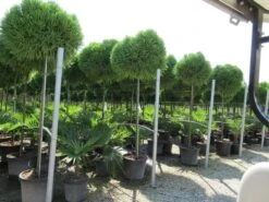 Sikkelden Op Stam (Cryptomeria Japonica 'Globosa Nana') -Green Roots Exporteren Winkel cryptomeria japonica globosa nana 2