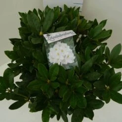 Rhododendron (Rhododendron 'Cunningham White') -Green Roots Exporteren Winkel cun. white c7.5 boven