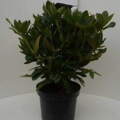Rhododendron (Rhododendron 'Cunningham White') -Green Roots Exporteren Winkel cun. white c7.5 voor