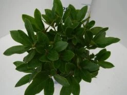 Rhododendron (Rhododendron 'Cunningham White') -Green Roots Exporteren Winkel cun white c2 boven 2