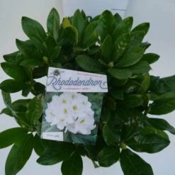 Rhododendron (Rhododendron 'Cunningham White') -Green Roots Exporteren Winkel cun white c5 boven 1
