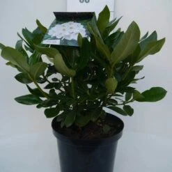 Rhododendron (Rhododendron 'Cunningham White') -Green Roots Exporteren Winkel cun white c5 voor