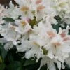 Rhododendron (Rhododendron 'Cunningham White')