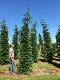 Nieuwe uitgaven -Green Roots Exporteren Winkel cup leijlandi 400450