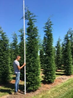 Grote Snelgroeiende Conifeer (Cupressocyparis Leylandii) -Green Roots Exporteren Winkel cup leijlandii 450500 1