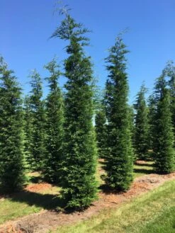 Grote Snelgroeiende Conifeer (Cupressocyparis Leylandii) -Green Roots Exporteren Winkel cup leijlandii 500550