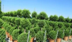 Cupressocyparis, Triobol (Cupressocyparis Leylandii 'Castlewellan Gold') -Green Roots Exporteren Winkel cuppressocyparis triobol