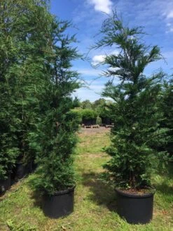 Grote Snelgroeiende Conifeer (Cupressocyparis Leylandii) -Green Roots Exporteren Winkel cupressocyparis lelandii h200 250 1
