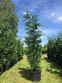 Grote Snelgroeiende Conifeer (Cupressocyparis Leylandii) -Green Roots Exporteren Winkel cupressocyparis lelandii h250 300 3