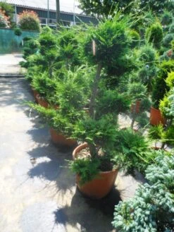 Cupressocyparis Als Bonsai (Cupressocyparis Leylandii 'Castlewellan Gold' ) -Green Roots Exporteren Winkel cupressocyparis leylandii bonsai 100 125 c70