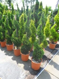 Leylandcipres Als Spiraal (Cupressocyparis Leylandii 'Castlewellan Gold' ) -Green Roots Exporteren Winkel cupressocyparis leylandii castlewellan gold spiraal 125 150 c20
