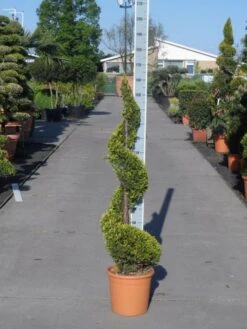 Leylandcipres Als Spiraal (Cupressocyparis Leylandii 'Castlewellan Gold' ) -Green Roots Exporteren Winkel cupressocyparis leylandii castlewellan gold spiraal 125 150 c20