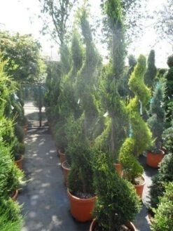 Leylandcipres Als Spiraal (Cupressocyparis Leylandii 'Castlewellan Gold' ) -Green Roots Exporteren Winkel cupressocyparis leylandii castlewellan gold spiraal 175 200 c25 1