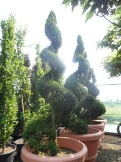 Leylandcipres Als Spiraal (Cupressocyparis Leylandii 'Castlewellan Gold' ) -Green Roots Exporteren Winkel cupressocyparis leylandii castlewellan gold spiraal 250 300 c500 extra 1