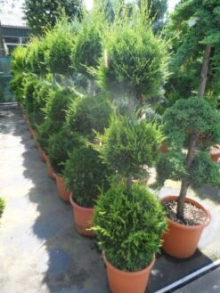 Cupressocyparis, Triobol (Cupressocyparis Leylandii 'Castlewellan Gold') -Green Roots Exporteren Winkel cupressocyparis leylandii castlewellan gold triobol 125 150 175 c25