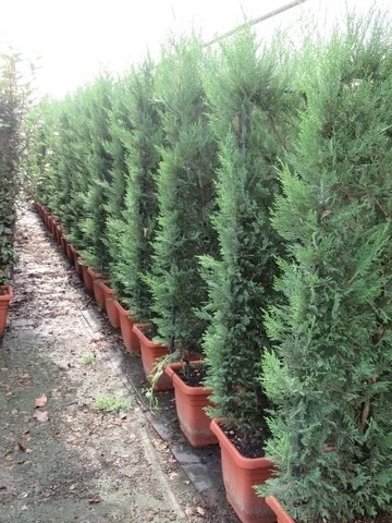 Conifeer Meeneemhaag (Cupressocyparis Leylandii) 2 Conifeer Meeneemhaag (Cupressocyparis Leylandii) - Afbeelding 2