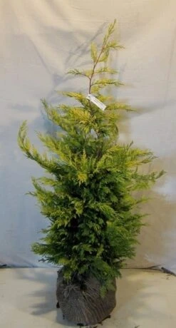 Gele Haagconifeer (Cupressocyparis Leylandii 'Gold Rider') -Green Roots Exporteren Winkel cupressulgoldrider100 125