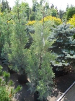 Cipres (Cupressus Arizonica 'Glauca') -Green Roots Exporteren Winkel cupressus arizonica glauca 100 125 1