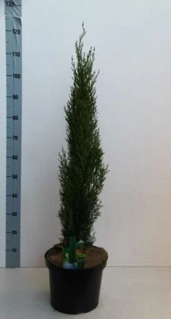 Italiaanse Cipres (Cupressus Sempervirens 'Totem') -Green Roots Exporteren Winkel cupressus semp totem 80 100 cm co. 10l kopie 2