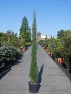Italiaanse Cypres (Cupressus Sempervirens 'Stricta') -Green Roots Exporteren Winkel cupressus sempervirens strica 200 250 c30