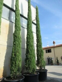 Italiaanse Cypres (Cupressus Sempervirens 'Stricta') -Green Roots Exporteren Winkel cupressus sempervirens stricta 2