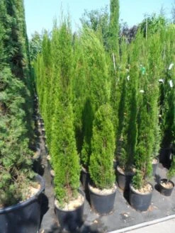Italiaanse Cipres (Cupressus Sempervirens 'Totem') -Green Roots Exporteren Winkel cupressus sempervirens totem 125 150 175