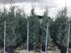 Cipres (Cupressus Arizonica 'Glauca') -Green Roots Exporteren Winkel cupressusarizonicaglauca