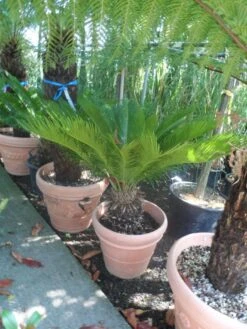 Cycaspalm (Cycas Revoluta) -Green Roots Exporteren Winkel cycas revoluta 60 80 c50