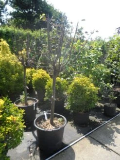 Kweepeer (Cydonia Oblonga) -Green Roots Exporteren Winkel cydonia oblonga halfstam 14 16 18