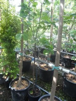 Kweepeer (Cydonia Oblonga) -Green Roots Exporteren Winkel cydonia oblonga halfstam 5 6 8 c10