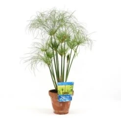 Papyrusplant (Cyperus Percamenthus) -Green Roots Exporteren Winkel cyperus percamenthus