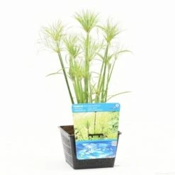 Papyrusplant (Cyperus Percamenthus) -Green Roots Exporteren Winkel cyperus percamenthus s