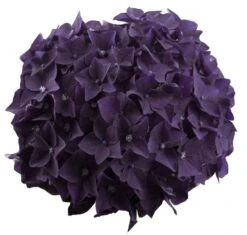 Hortensia Deep Purple Dance (Hydrangea 'Music Collection') 7 Hortensia Deep Purple Dance (Hydrangea 'Music Collection') -Green Roots Exporteren Winkel deep purple dance bloem 2 1