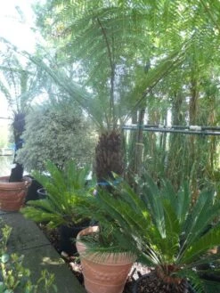 Boomvaren (Dicksonia Antarctica) -Green Roots Exporteren Winkel dicksonia antarctica 100 120stam 1