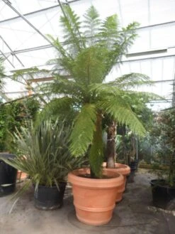 Grote Boomvaren (Dicksonia Antarctica) 23 Grote Boomvaren (Dicksonia Antarctica) -Green Roots Exporteren Winkel dicksonia antarctica 160stam extra 1