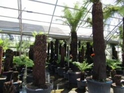 Boomvaren (Dicksonia Antarctica) -Green Roots Exporteren Winkel dicksonia antarctica 2 1