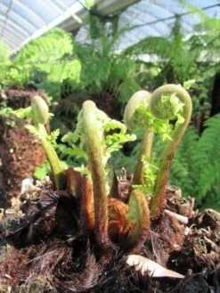 Boomvaren (Dicksonia Antarctica) -Green Roots Exporteren Winkel dicksonia antarctica 3 1