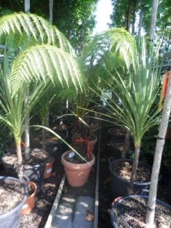 Boomvaren (Dicksonia Antarctica) 17 Boomvaren (Dicksonia Antarctica) -Green Roots Exporteren Winkel dicksonia antarctica 40stam cont