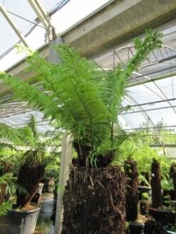 Boomvaren (Dicksonia Antarctica) -Green Roots Exporteren Winkel dicksonia antarctica 4 1