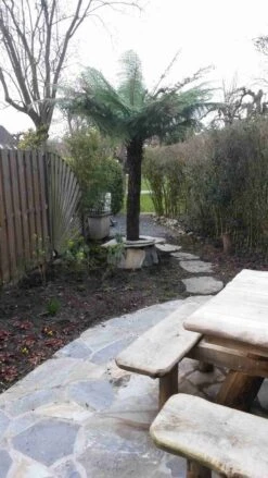 Boomvaren (Dicksonia Antarctica) -Green Roots Exporteren Winkel dicksonia antartica 1