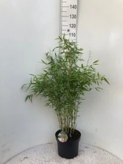 Niet Woekerende Bamboe (Fargesia 'Dino') 7 Niet Woekerende Bamboe (Fargesia 'Dino') -Green Roots Exporteren Winkel dino c10
