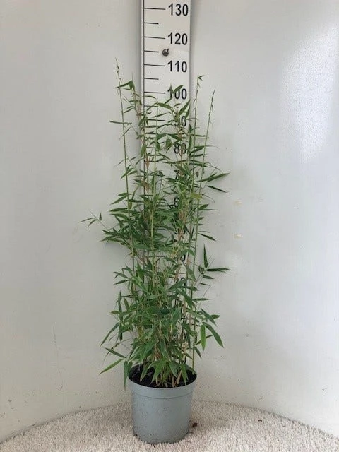 Niet Woekerende Bamboe (Fargesia 'Dino') 2 Niet Woekerende Bamboe (Fargesia 'Dino') - Afbeelding 2